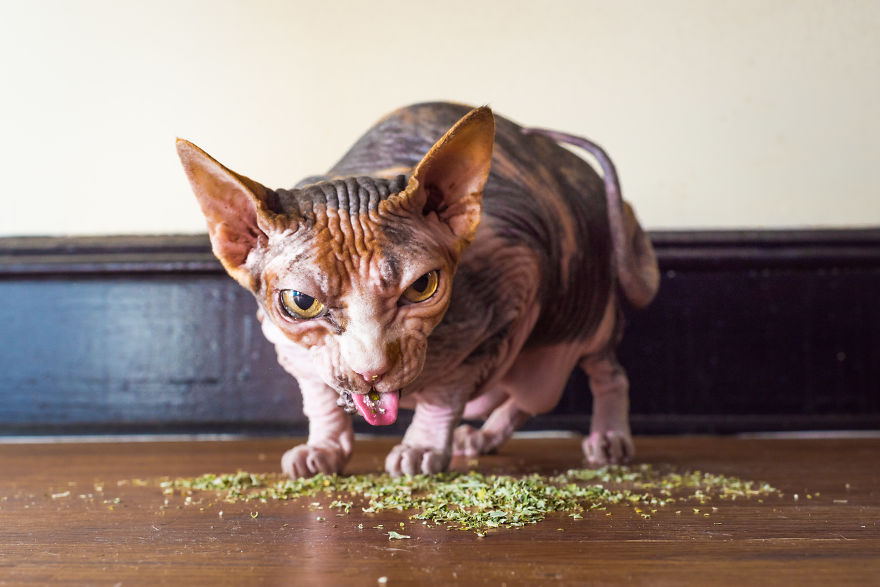 I Take Photos Of Cats High On Catnip.
