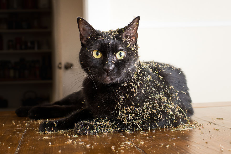 I Take Photos Of Cats High On Catnip.