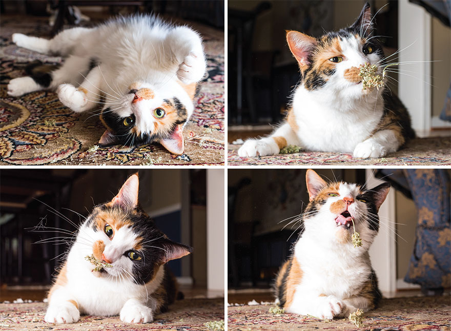 I Take Photos Of Cats High On Catnip.
