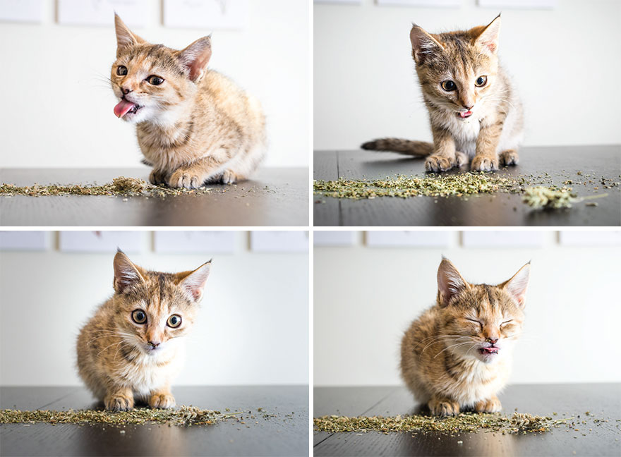 I Take Photos Of Cats High On Catnip.