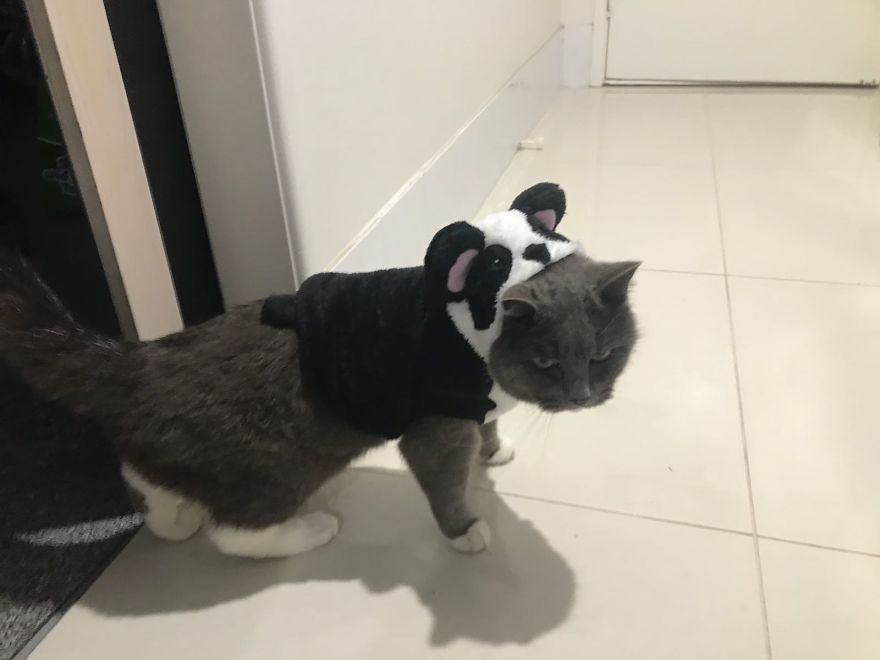 After This, My Moms Cat Went Seeking Out For Revenge