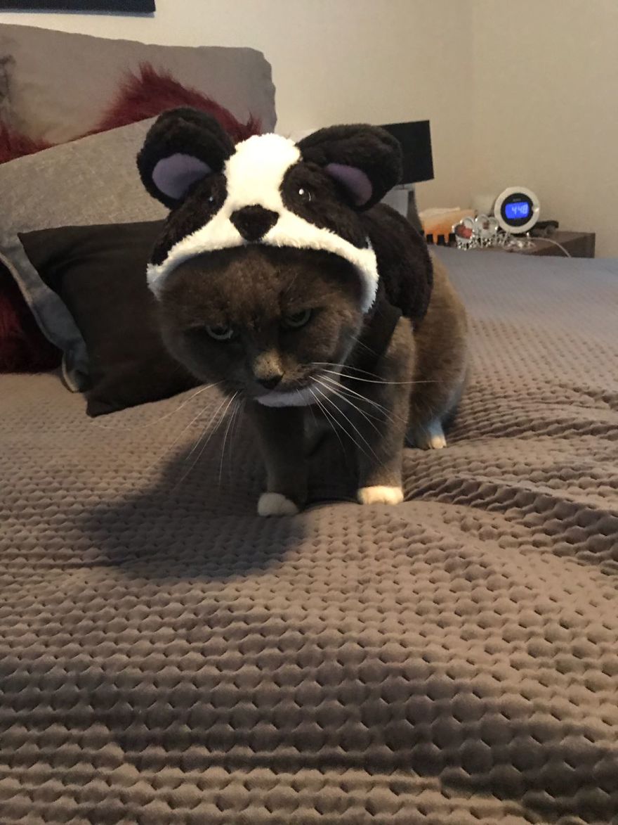 After This, My Moms Cat Went Seeking Out For Revenge