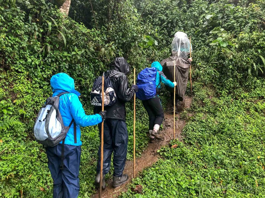 I Went Gorilla Tracking In The Pouring Rain In Uganda And Got Very Wet (But It Was Amazing) I Went Gorilla Tracking In The Pouring Rain In Uganda And Got Very Wet (But It Was Amazing)