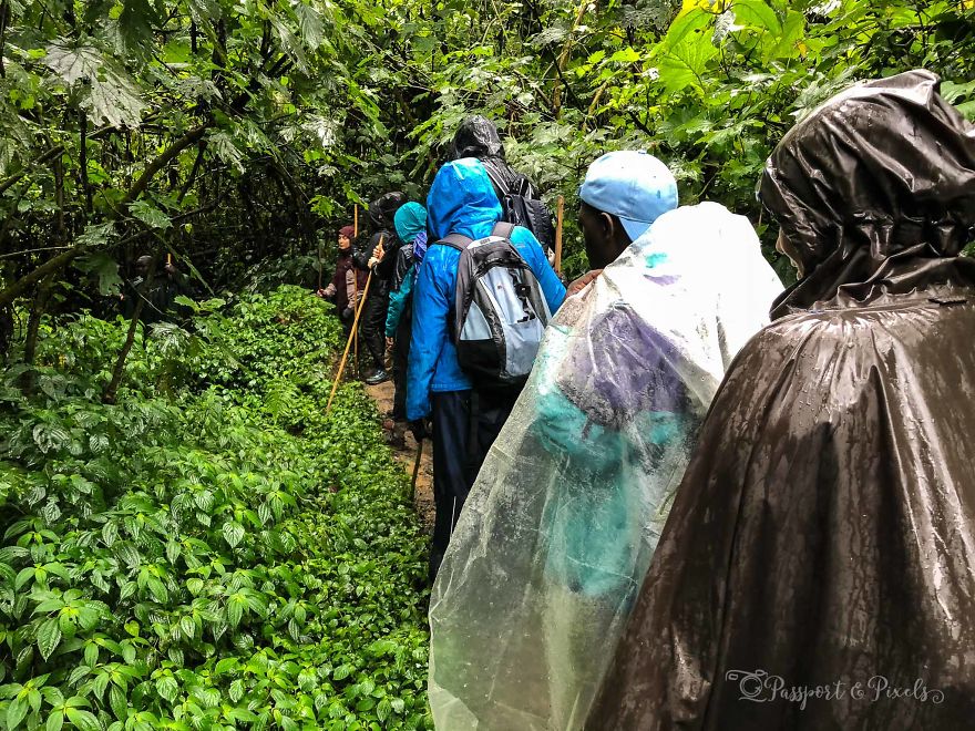 I Went Gorilla Tracking In The Pouring Rain In Uganda And Got Very Wet (But It Was Amazing)