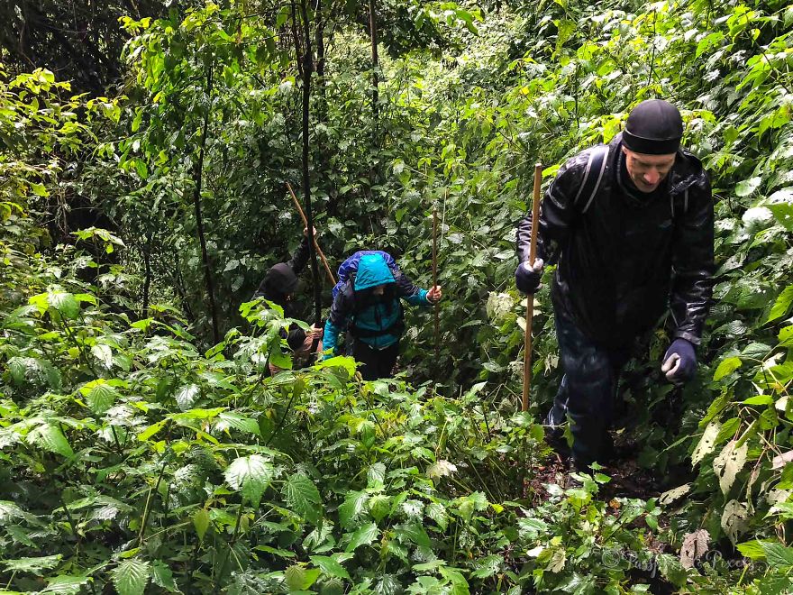 I Went Gorilla Tracking In The Pouring Rain In Uganda And Got Very Wet (But It Was Amazing) I Went Gorilla Tracking In The Pouring Rain In Uganda And Got Very Wet (But It Was Amazing)