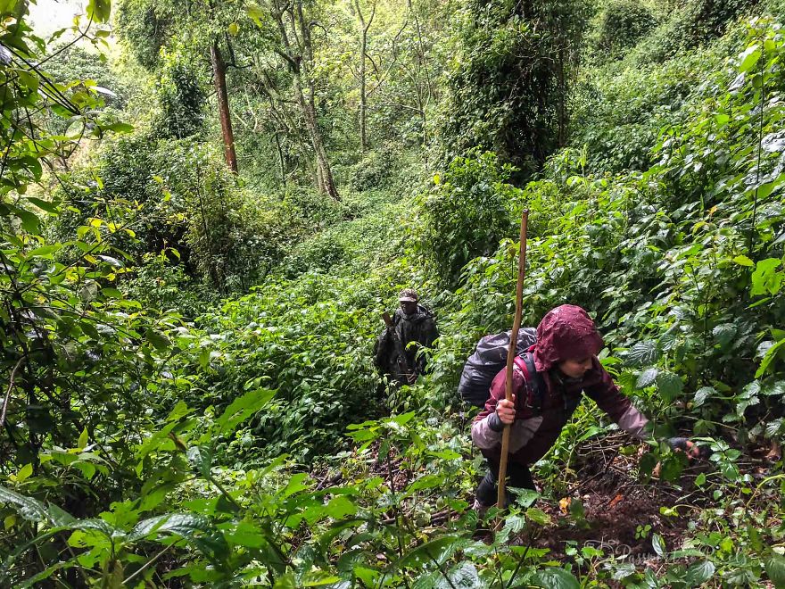 I Went Gorilla Tracking In The Pouring Rain In Uganda And Got Very Wet (But It Was Amazing) I Went Gorilla Tracking In The Pouring Rain In Uganda And Got Very Wet (But It Was Amazing)