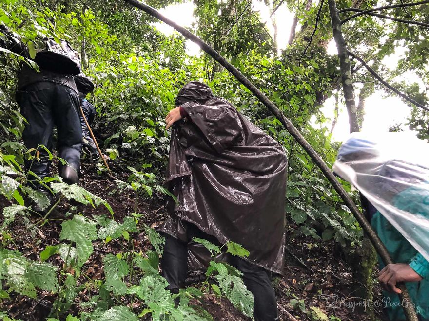 I Went Gorilla Tracking In The Pouring Rain In Uganda And Got Very Wet (But It Was Amazing) I Went Gorilla Tracking In The Pouring Rain In Uganda And Got Very Wet (But It Was Amazing)