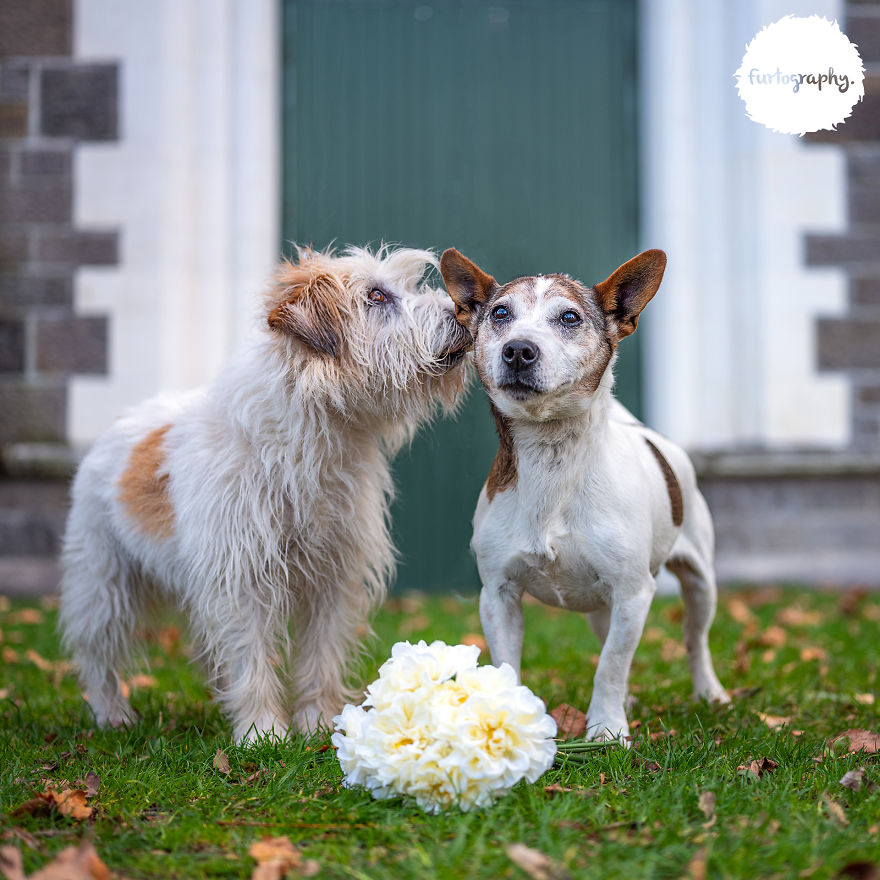 11 Wedding Pictures Of Adorable Dog Couples