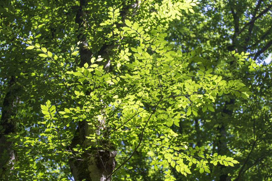 When You Find Yourself In The Forest At The Right Time...