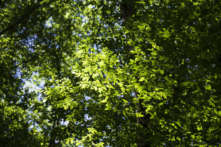 When You Find Yourself In The Forest At The Right Time...