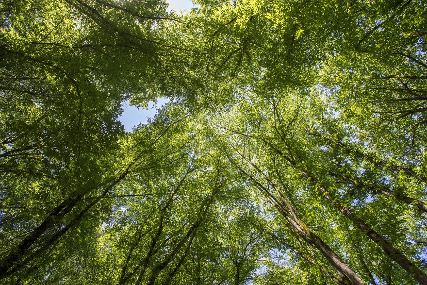 When You Find Yourself In The Forest At The Right Time...