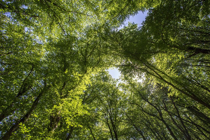 When You Find Yourself In The Forest At The Right Time...