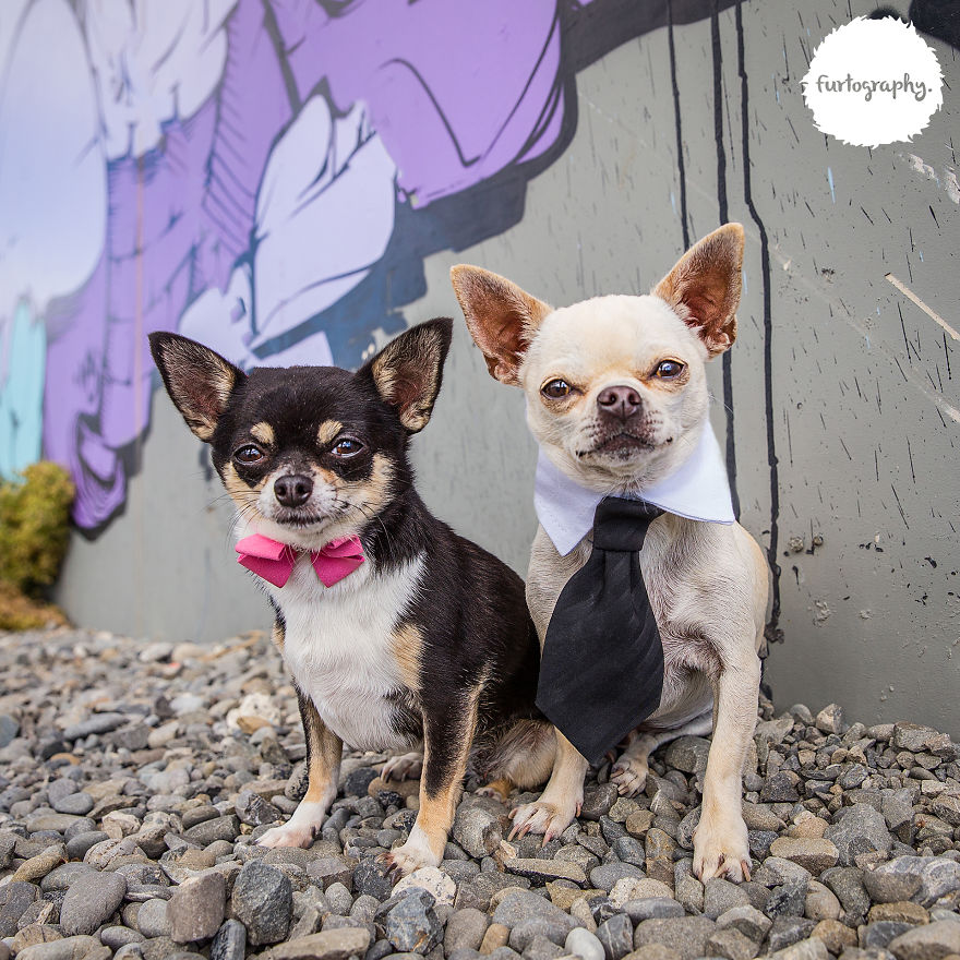 11 Wedding Pictures Of Adorable Dog Couples 11 Wedding Pictures Of Adorable Dog Couples