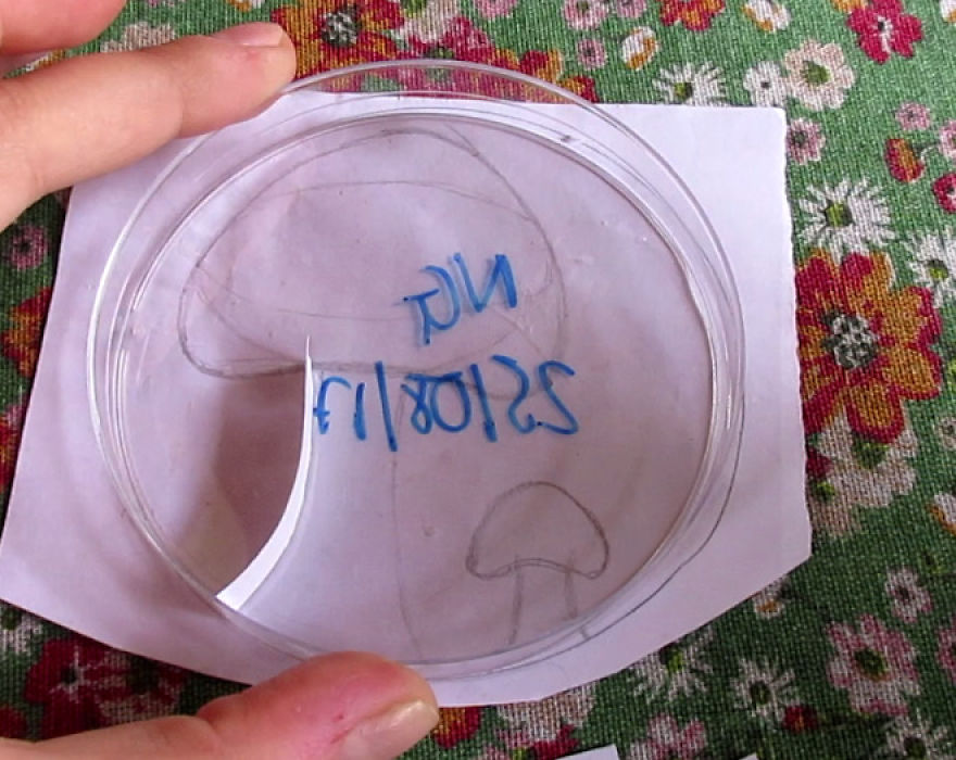 We Made Quilling Window Decorations To Prevent Bird Crashes We Made Quilling Window Decorations To Prevent Bird Crashes