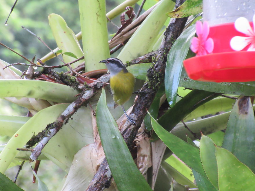 We Made Quilling Window Decorations To Prevent Bird Crashes