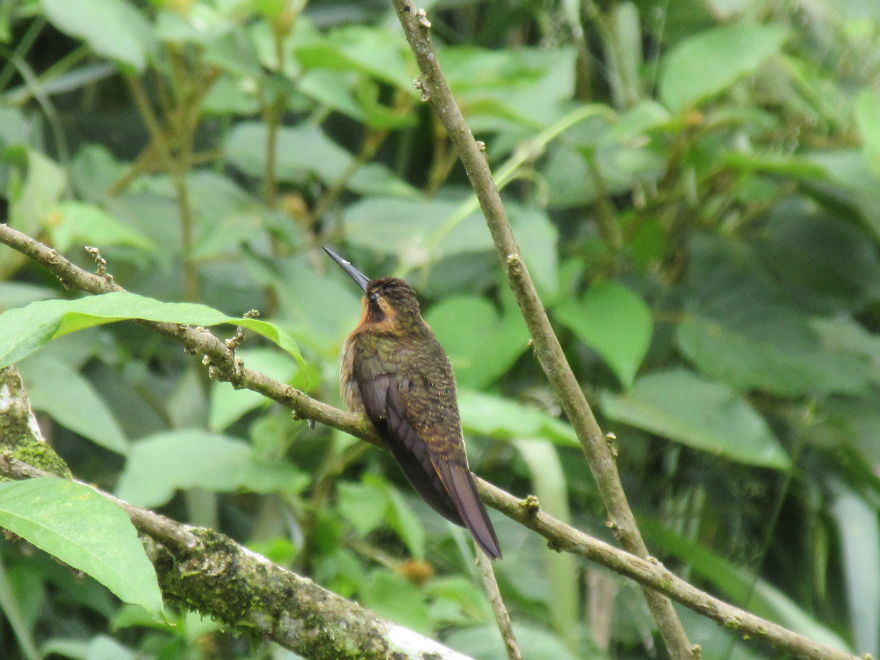 We Made Quilling Window Decorations To Prevent Bird Crashes We Made Quilling Window Decorations To Prevent Bird Crashes