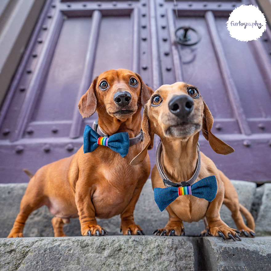11 Wedding Pictures Of Adorable Dog Couples