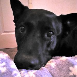 livelaughlovecrazy avatar