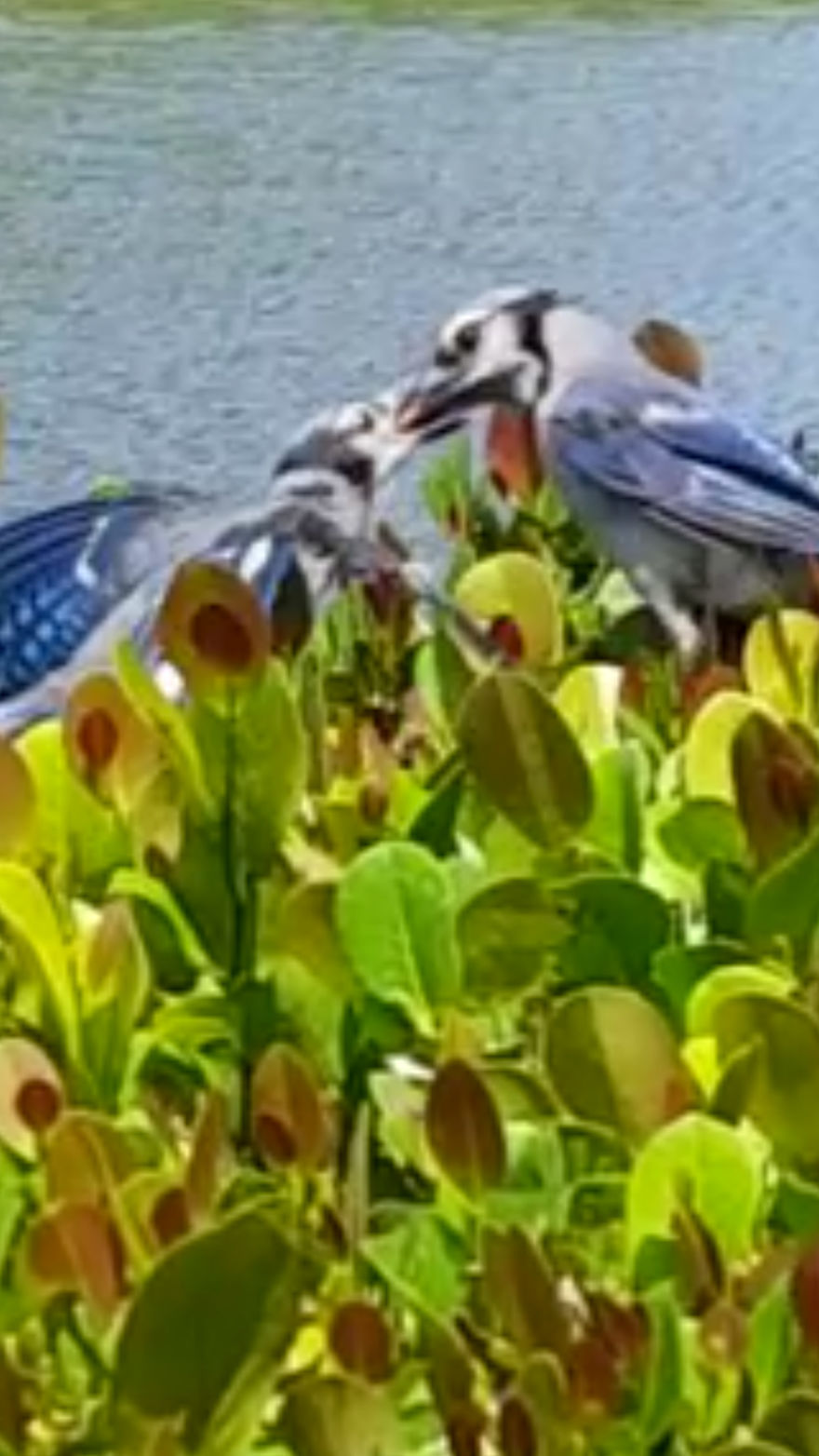 Saved By A Winged Angel Saved By A Winged Angel