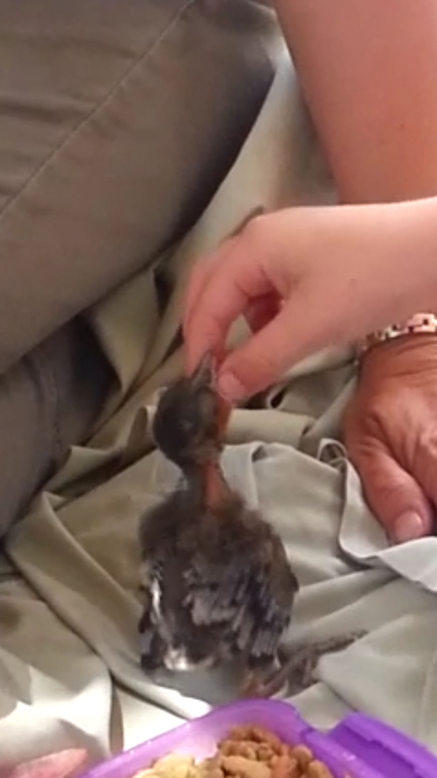 Saved By A Winged Angel Saved By A Winged Angel