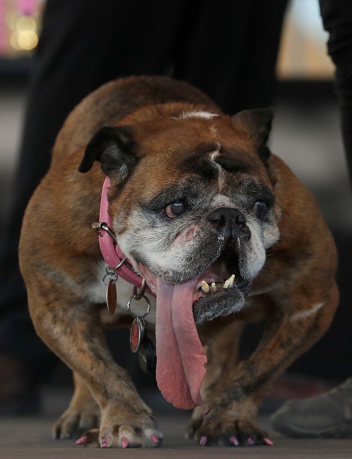World's Ugliest Dog