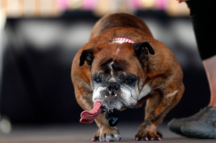 World's Ugliest Dog