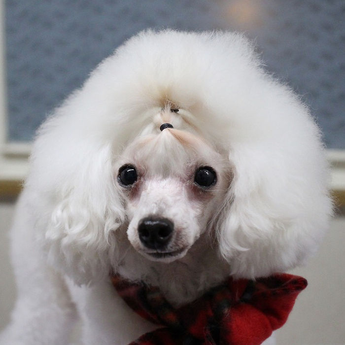 These Dogs Look Extremely Cute