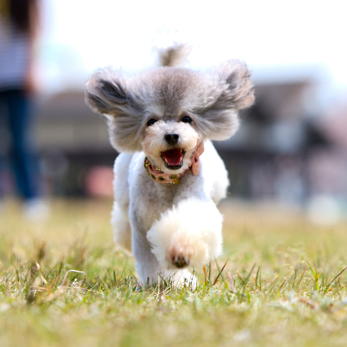 These Dogs Look Extremely Cute