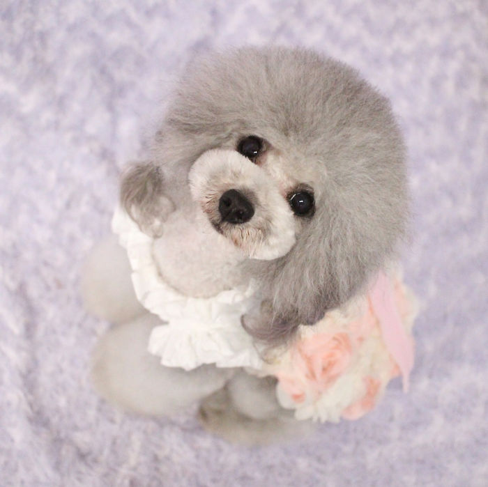 These Dogs Look Extremely Cute