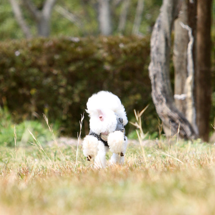 These Dogs Look Extremely Cute