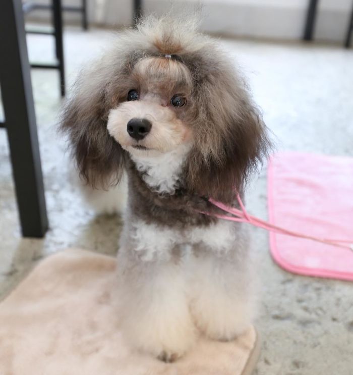 These Dogs Look Extremely Cute