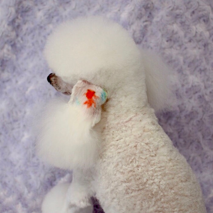 These Dogs Look Extremely Cute