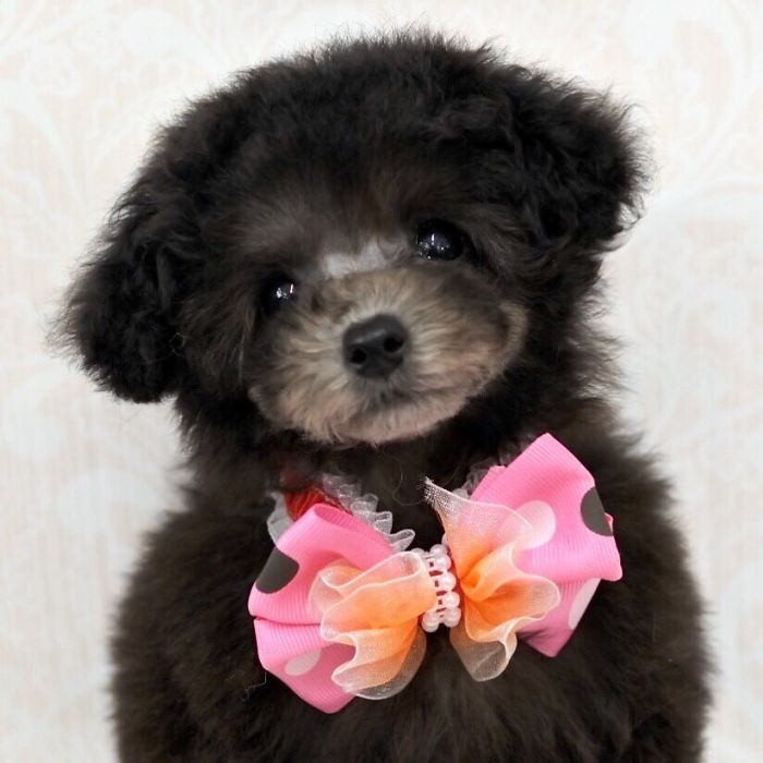 These Dogs Look Extremely Cute