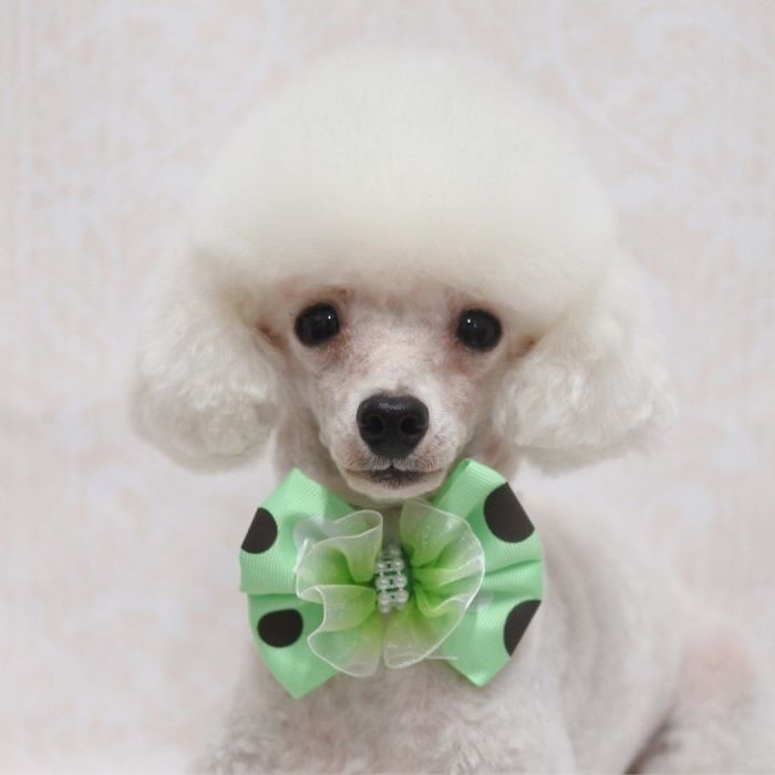 These Dogs Look Extremely Cute