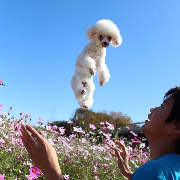 These Dogs Look Extremely Cute