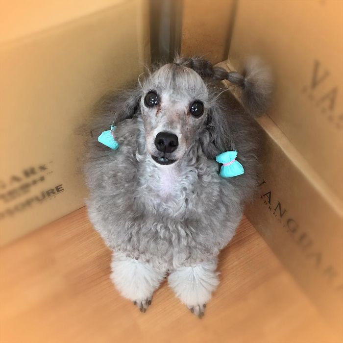 These Dogs Look Extremely Cute