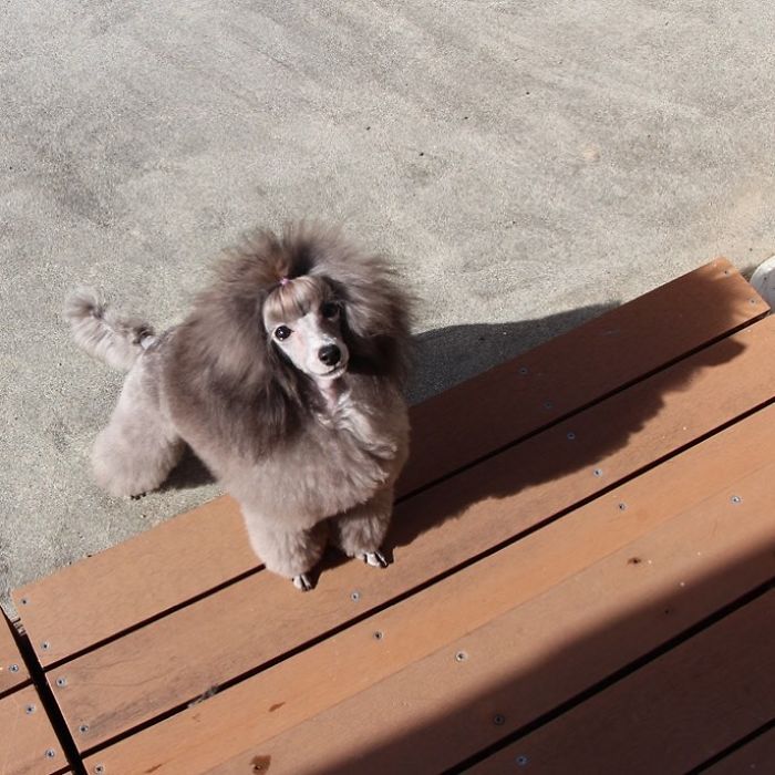 These Dogs Look Extremely Cute