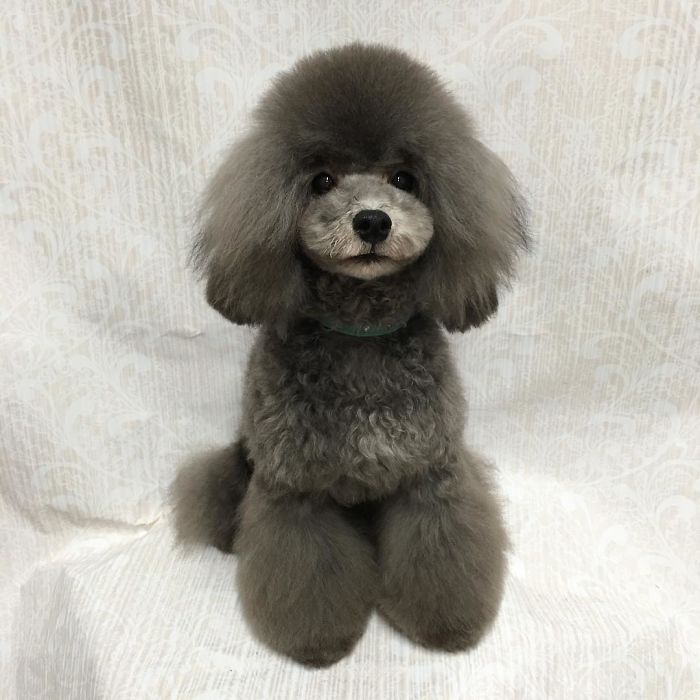 These Dogs Look Extremely Cute