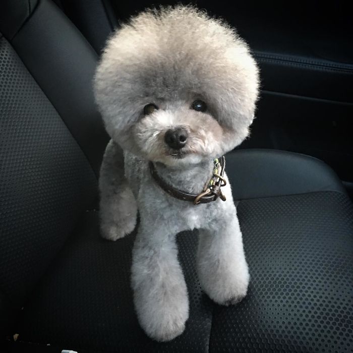 These Dogs Look Extremely Cute