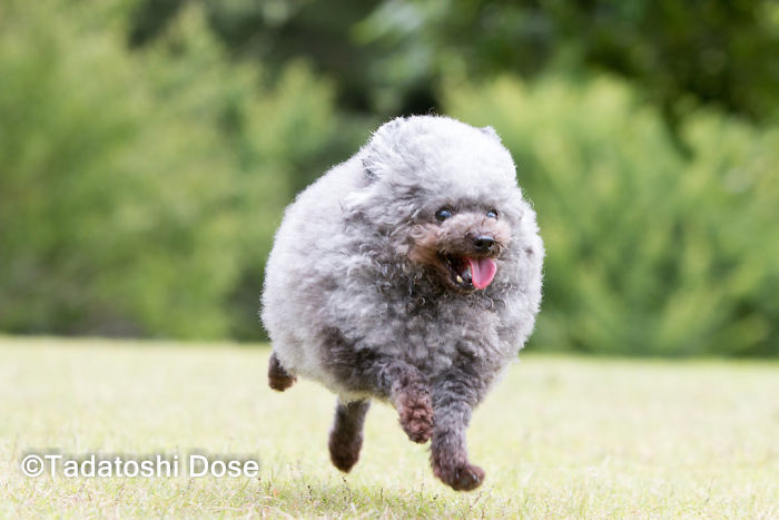 These Dogs Look Extremely Cute