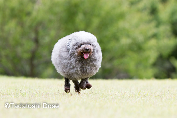 These Dogs Look Extremely Cute