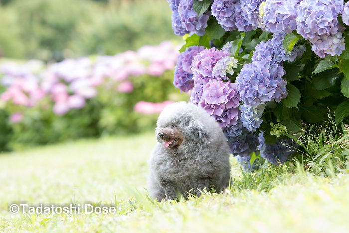 These Dogs Look Extremely Cute