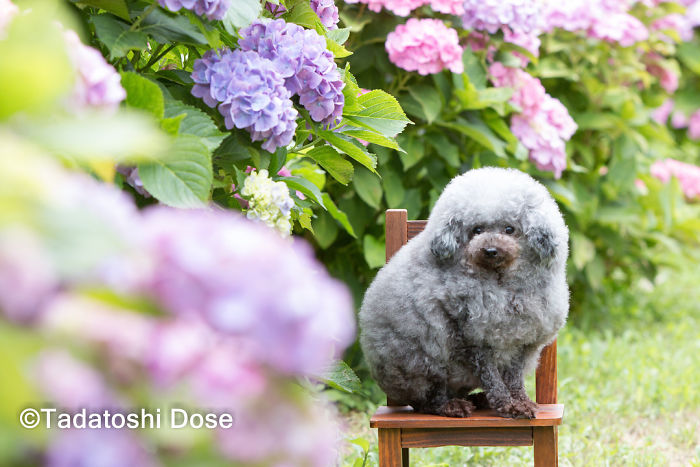 These Dogs Look Extremely Cute