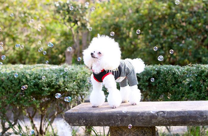 These Dogs Look Extremely Cute