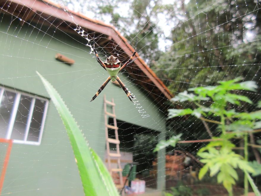 A Crazy Spider That Looks Like A Skull!