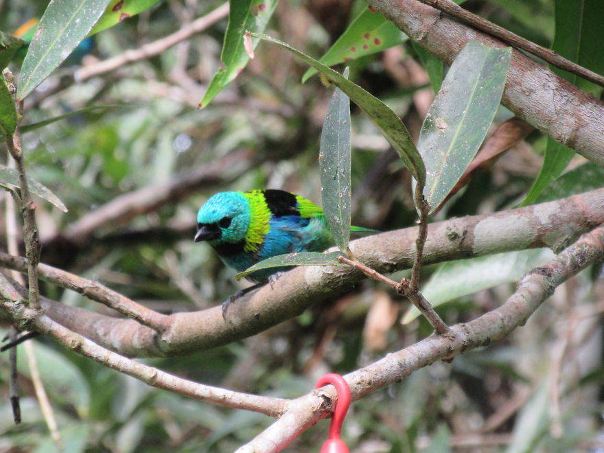 Beautiful Green-Headed Tanager!