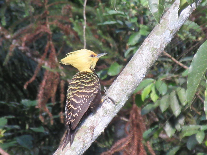 A Blond-Crested Woodpecker!