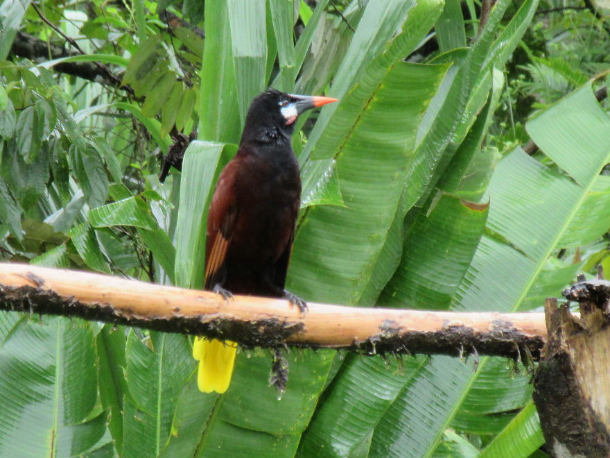Montezuma Oropendola A Bird That Sounds Like A Space Ship!