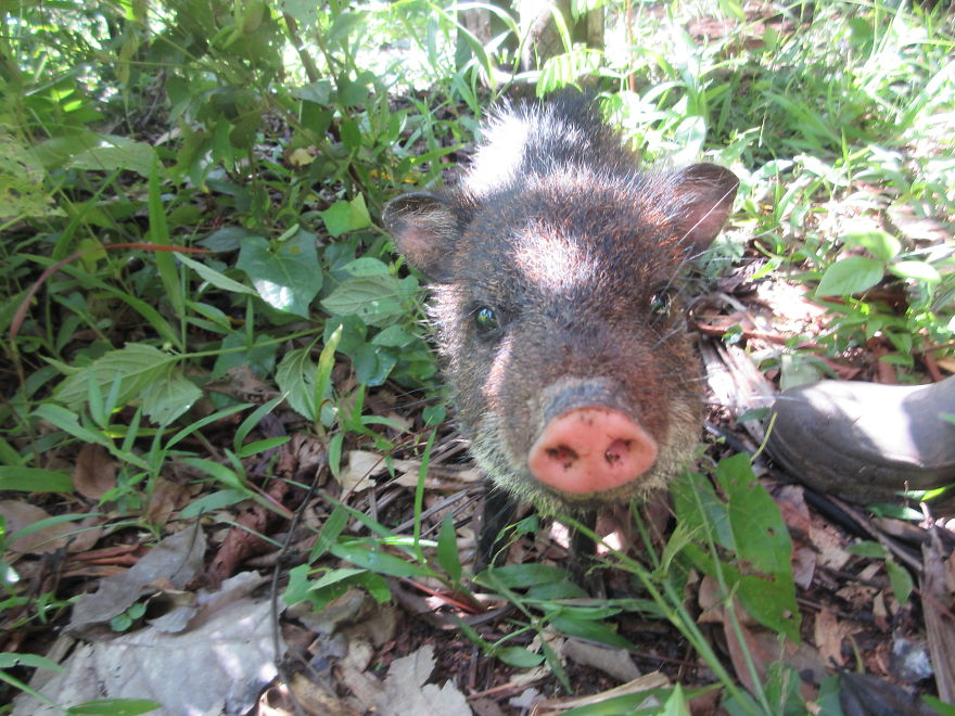 A Baby Peccary!