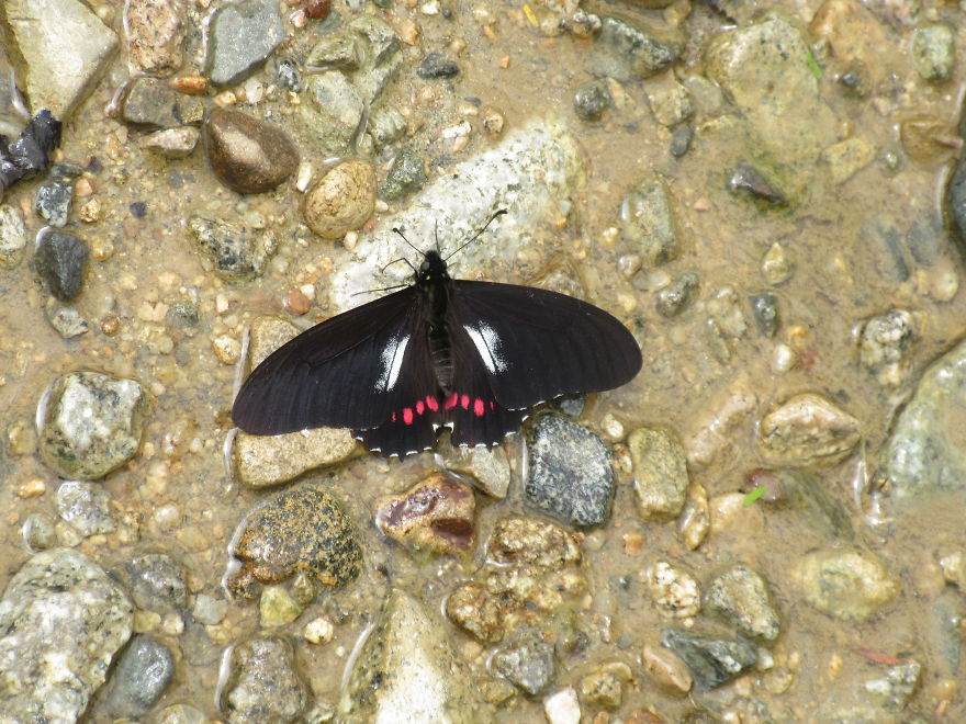 A Butterfly I Have Named The "Sad Face Butterfly"